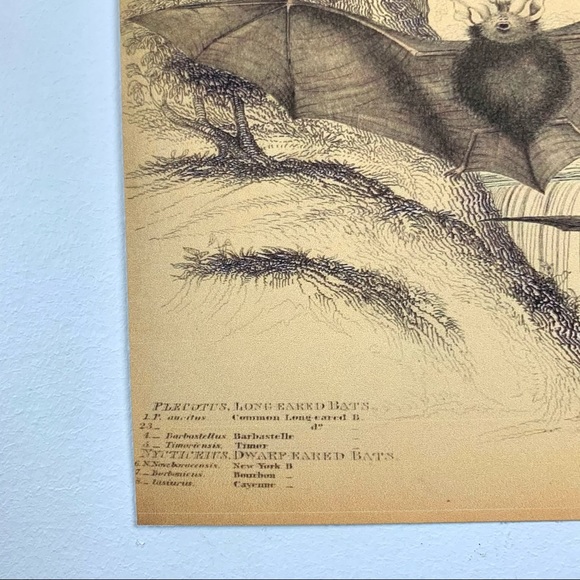 Vintage Biodiversity Bat Scientific Chart 8x10 Print - Picture 6 of 6